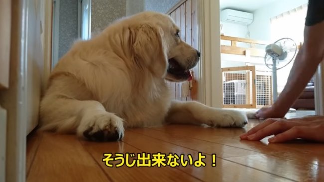 レトリーバー,YouTube