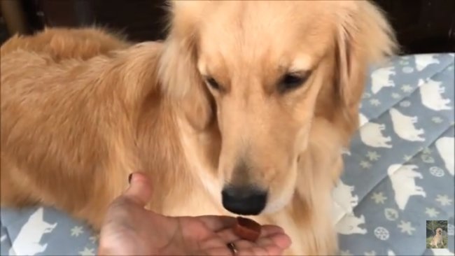 レトリーバー,YouTube