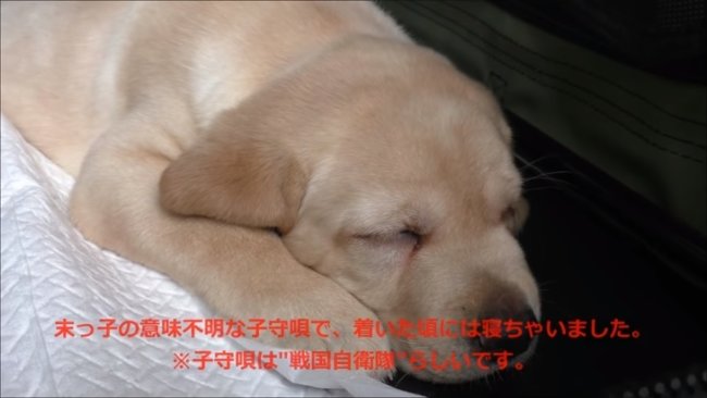 レトリーバー,YouTube