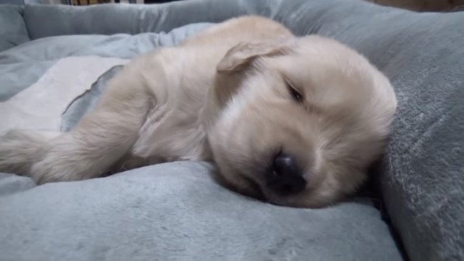 レトリーバー,YouTube