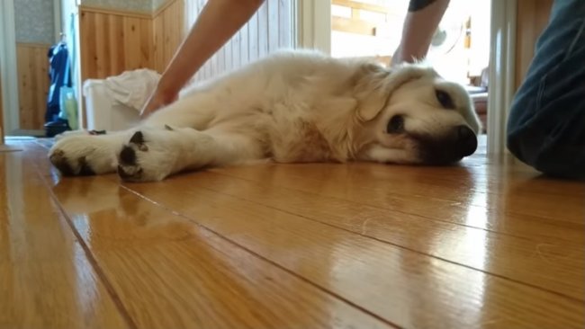 レトリーバー,YouTube