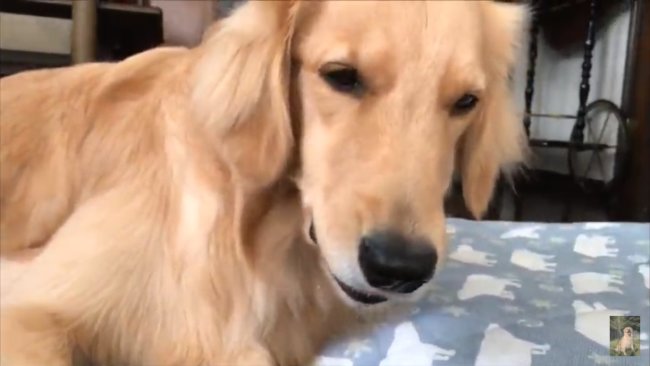 レトリーバー,YouTube