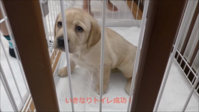 レトリーバー,YouTube