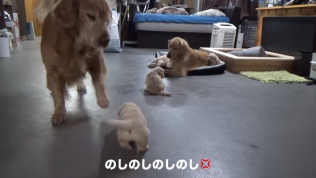 レトリーバー,YouTube