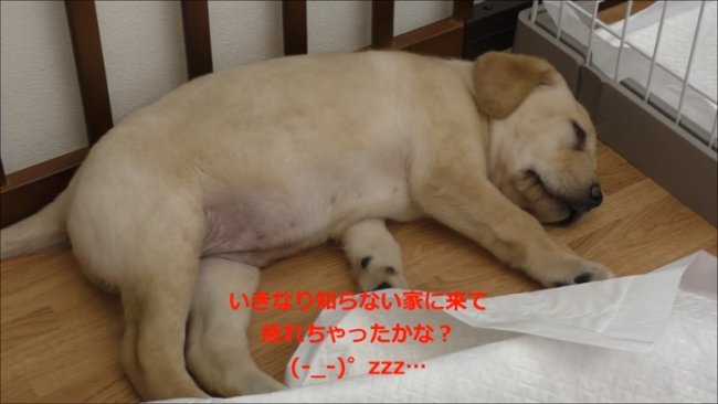 レトリーバー,YouTube