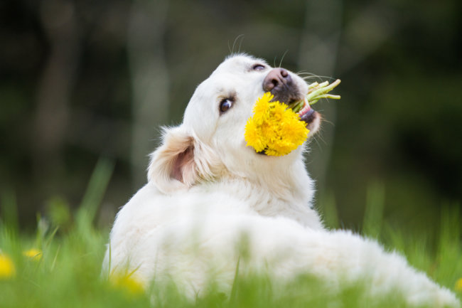 レトリーバー動画