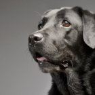 ラブラドール・レトリーバー とは