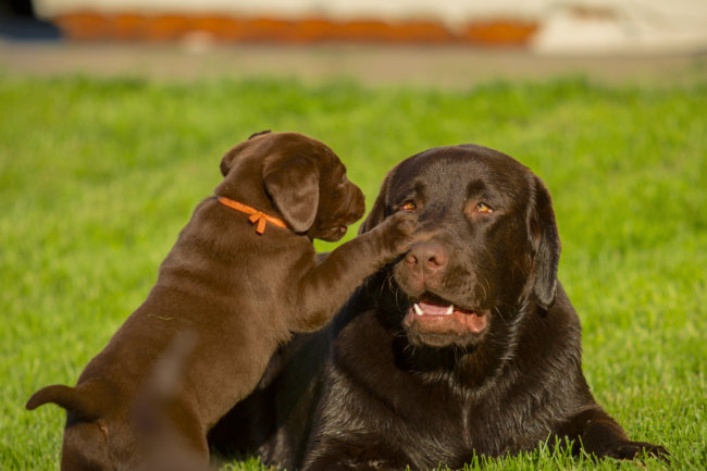 レトリーバー子犬
