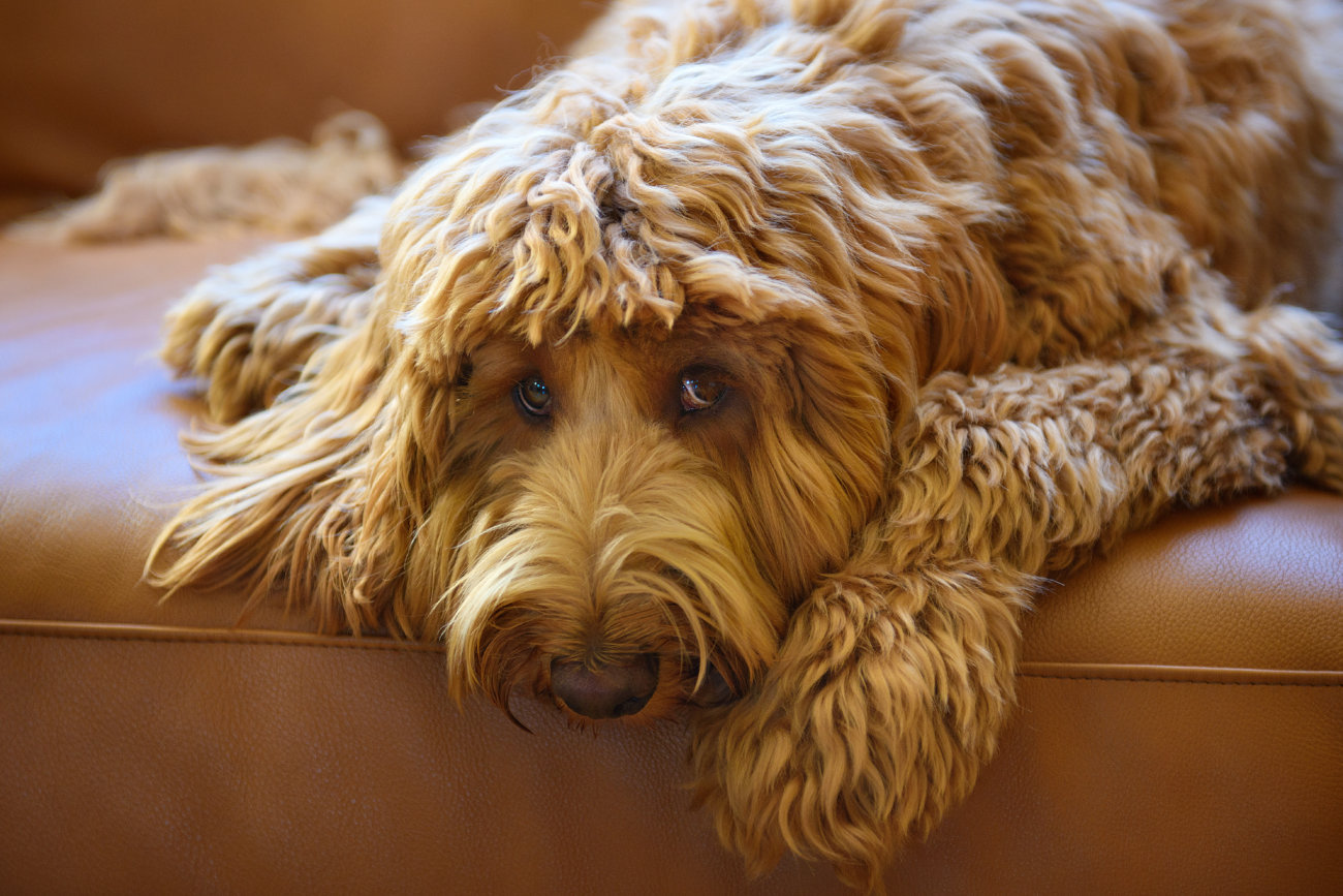 ラブラドゥードル」ってどんな犬？〜飼い始めて4年でわかったこと 