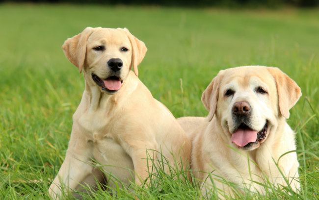 レトリーバー病気