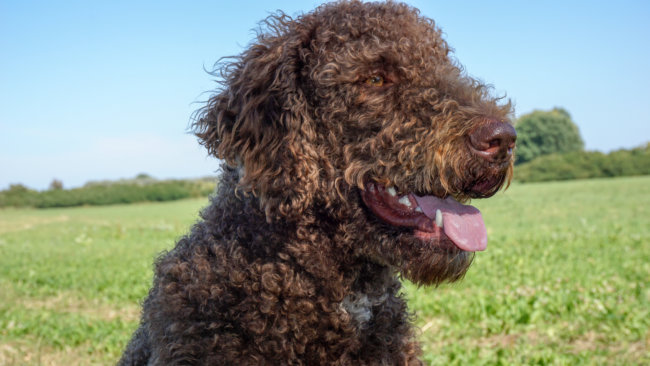 ラブラドゥードル