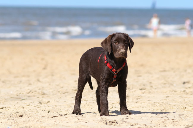 レトリーバー首輪ハーネス
