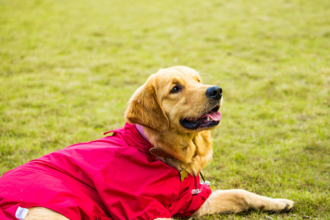 レトリーバー,シニア