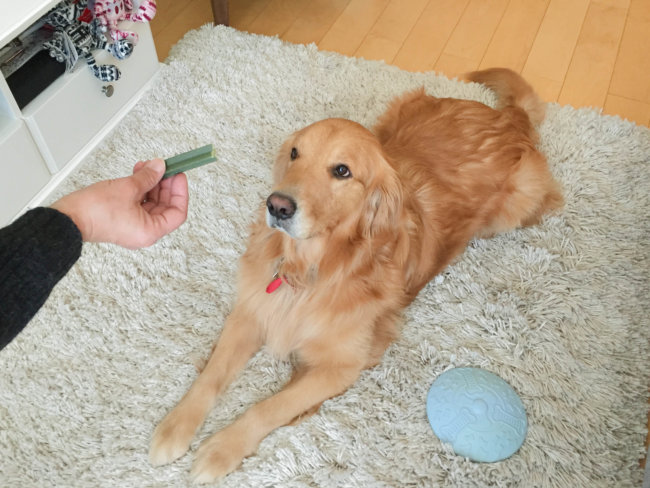 レトリーバー,ペットシッター