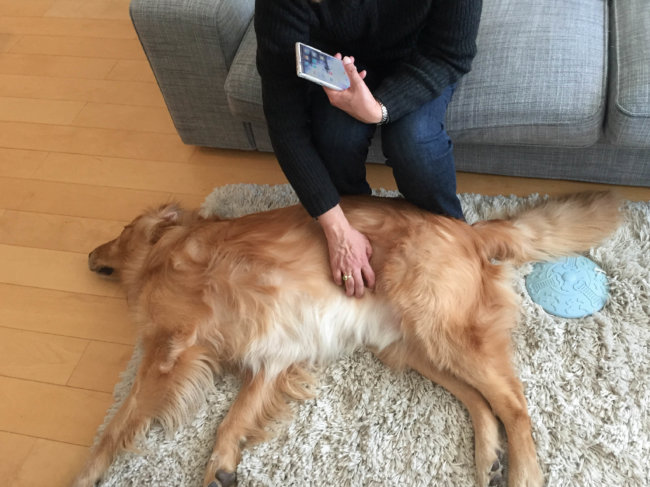 レトリーバー,ペットシッター