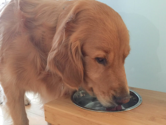 レトリーバー,ペットシッター