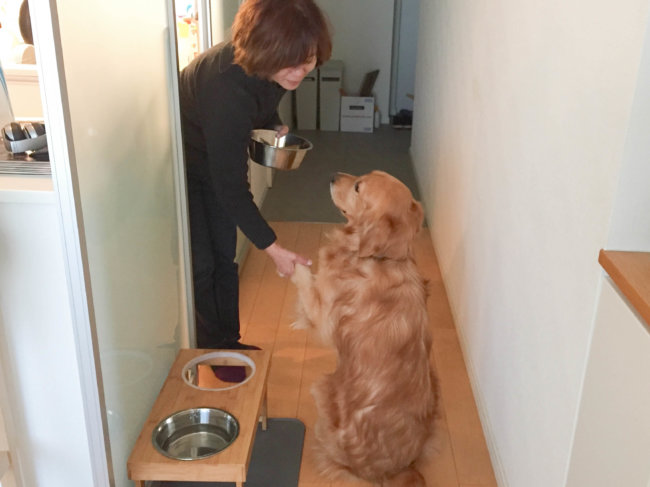 レトリーバー,ペットシッター