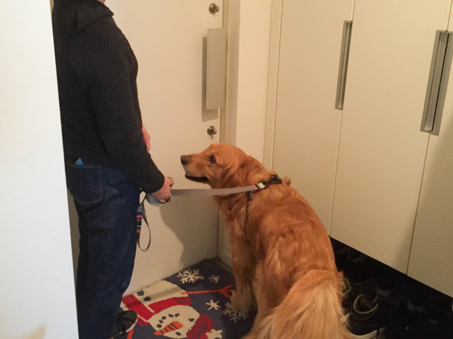 レトリーバー,ペットシッター