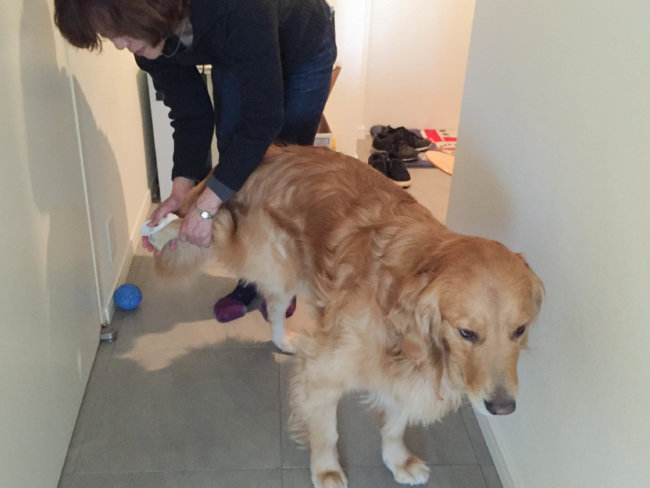 レトリーバー,ペットシッター