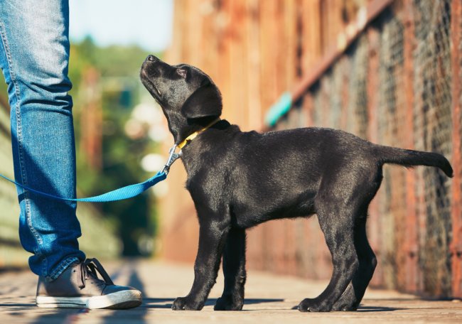 レトリーバー交通事故