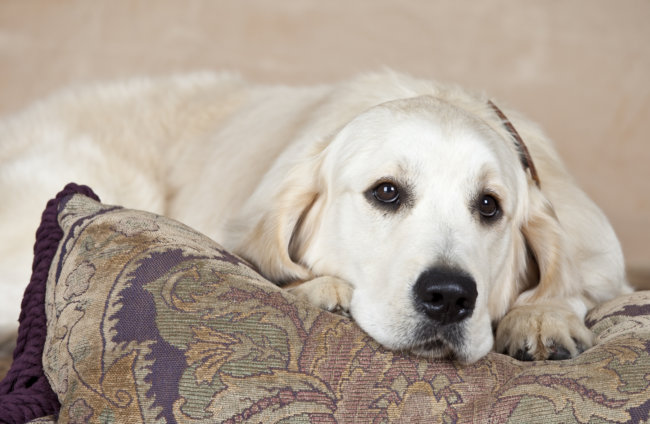 レトリーバー病気