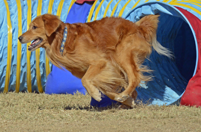 レトリーバー,アジリティー