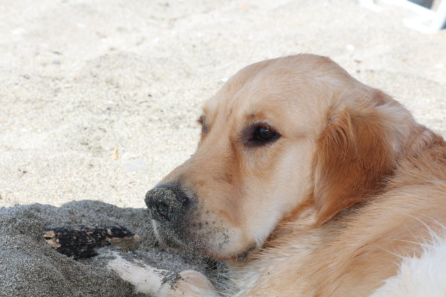 レトリーバー呼び戻し
