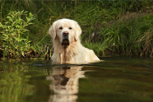 レトリーバー呼び戻し