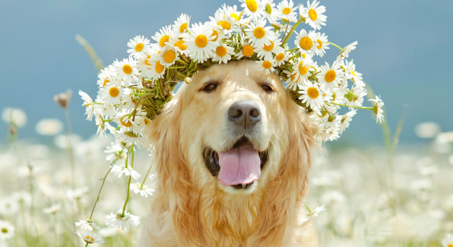 レトリーバーランキング