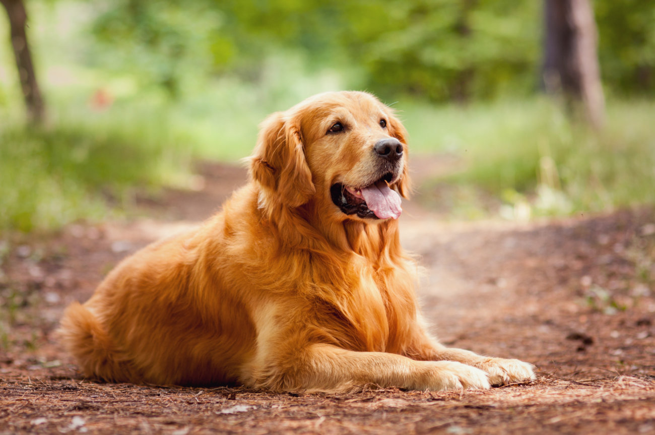 フセって、そもそも教える必要アリ!?レトリーバーのしつけ | Retriever