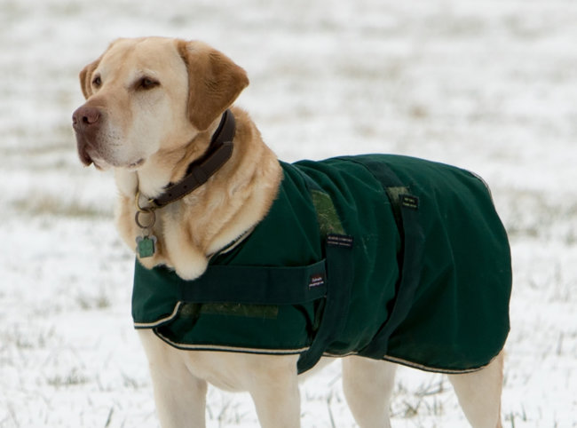 レトリーバー洋服