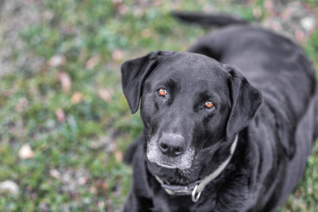 レトリーバー,マイクロチップ