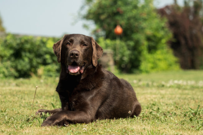 レトリーバー,ふせ