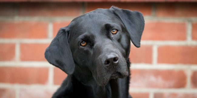 レトリーバー交通事故