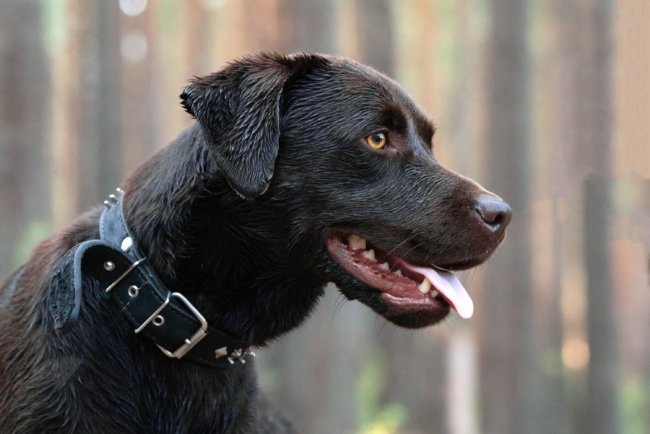 レトリーバー首輪ハーネス