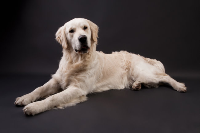 レトリーバー性格