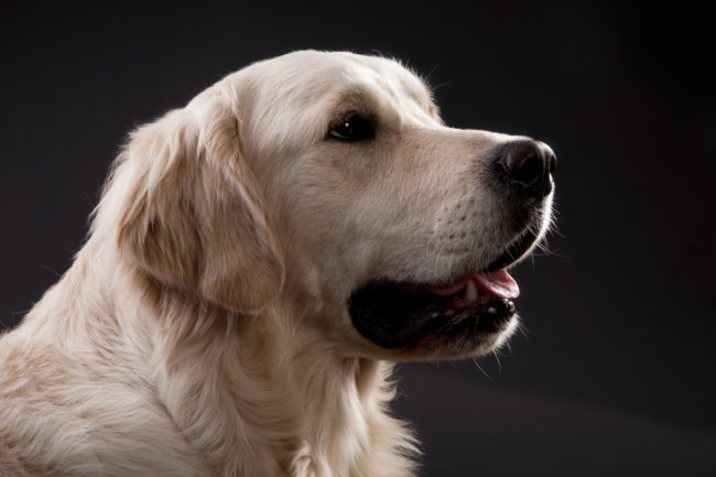 レトリーバー性格