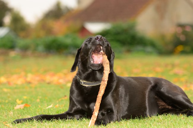 レトリーバー交通事故