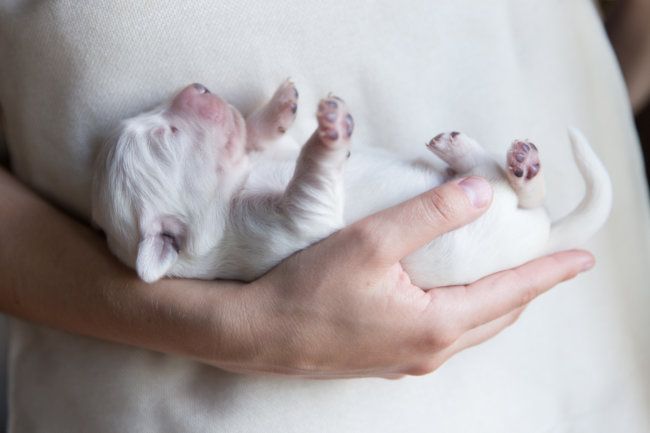 レトリーバー子犬