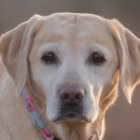 レトリーバー 病気辞典