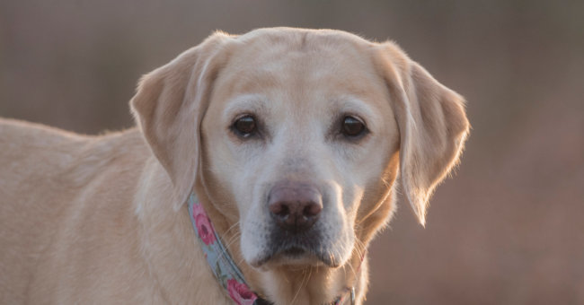 レトリーバー病気