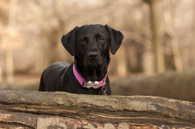 レトリーバー呼び戻し