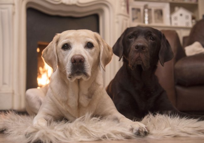 レトリーバー住まい