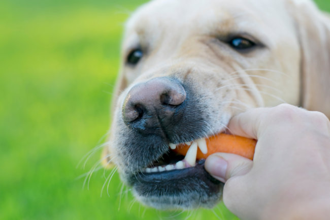 レトリーバーおやつ
