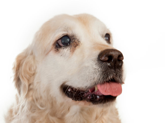 レトリーバー病気