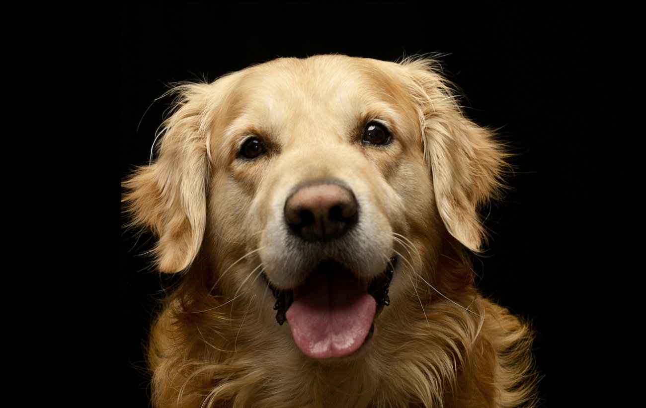 スティーブン ヒューネック ゴールデンレトリーバー スティーブン ヒューネック ゴールデンレトリーバー スティーブン