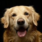 ゴールデン・レトリーバー とは