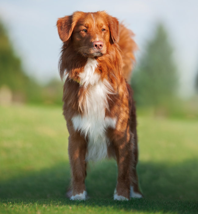 ノヴァ・スコシア・ダック・トーリング・レトリーバー