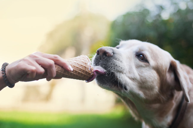 レトリーバーおやつ