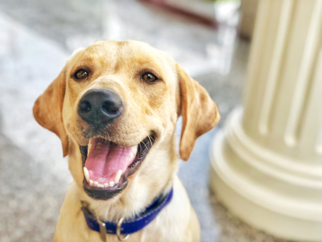 レトリーバー,トイレトレーニング